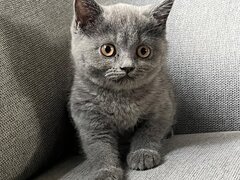 British Shorthair