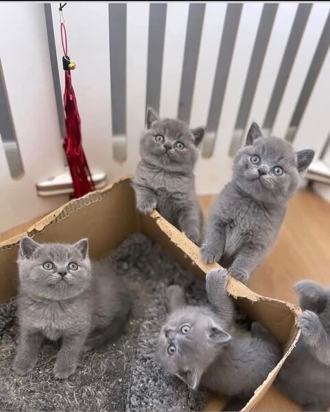 British Shorthair