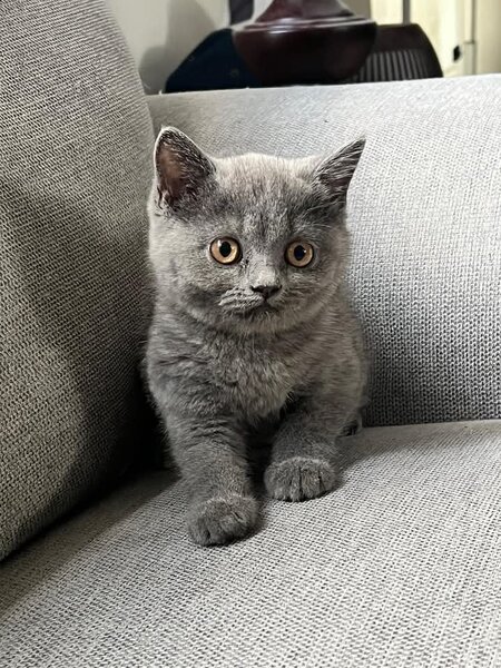 British Shorthair
