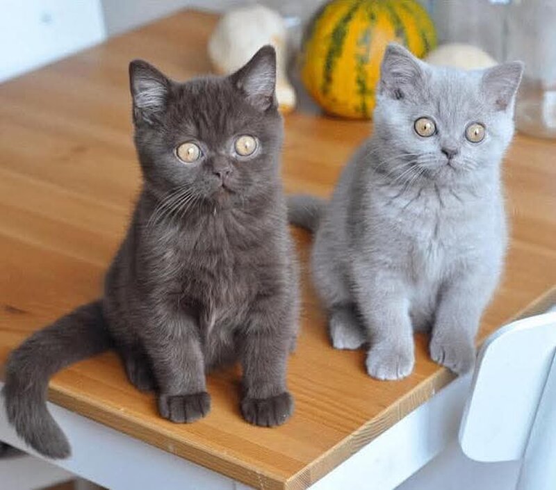 British Shorthair